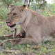 Image for article titled Harrowing Photos Capture Tense Encounter Between Baby Baboon And Lion